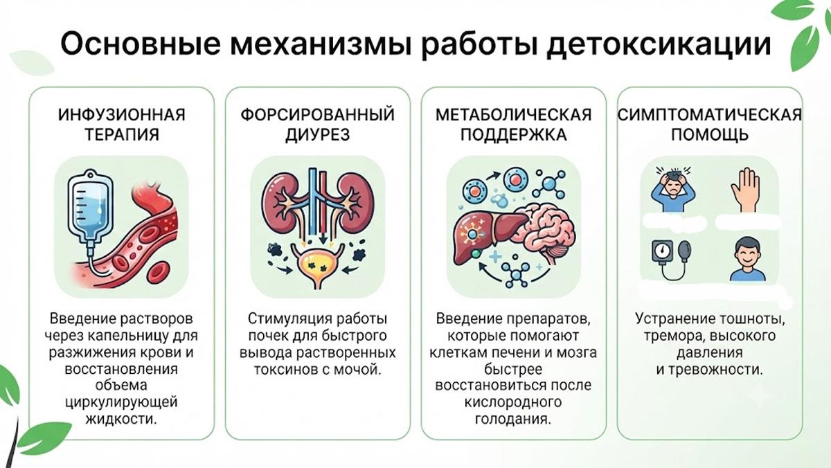 Инфографика: основные механизмы работы детоксикации организма.